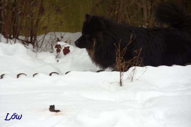 6.1.2019 - Howard pirscht sich durch den Garten